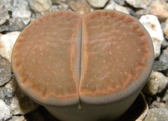 Lithops hallii - 10 семян