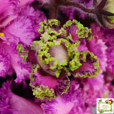 БР-Сочная Ягодка Люкс (С. и Н. Буркацкие) 2022 г.