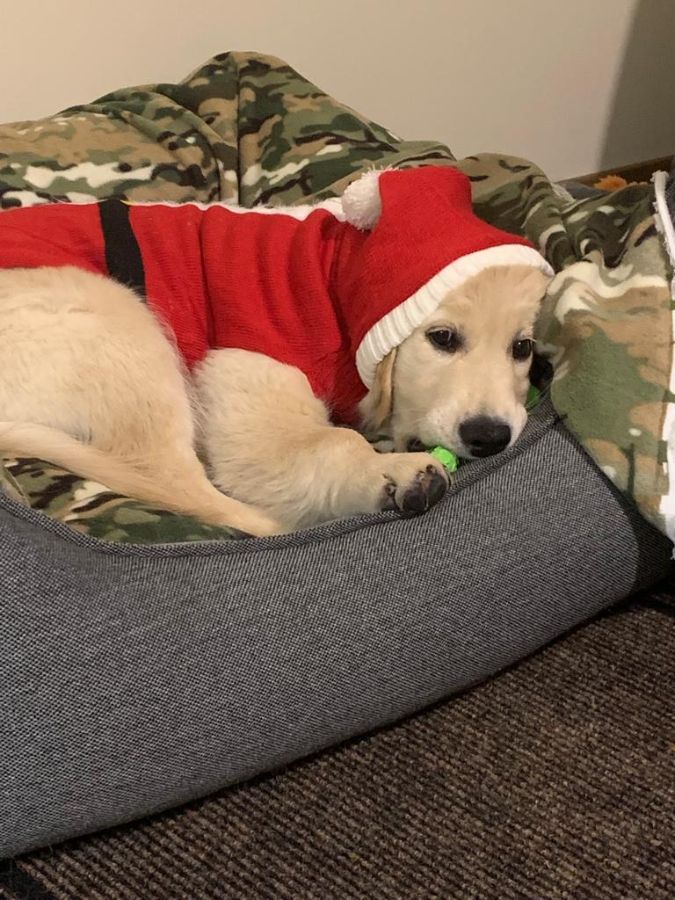 Малыш Чарли (РЗ Юверт) к своему первому Новому году готов! Сыночек Маргоши - самый милый Морозик.