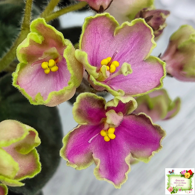 ЛЕ-Ярита (Е.Лебецкая) 2016 г.