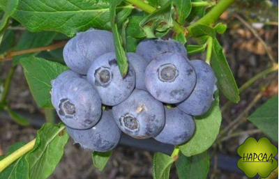 Голубика "РЕКА" (раннее плодоношение, саженец 1,5 года)