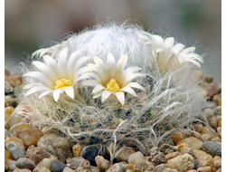 Mammillaria albicoma P 485 - 5 семян