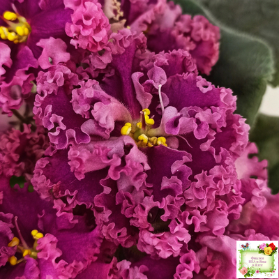 ЛФ-Дарья (Л.Федосеева) 2017 г. (пасынок укоренённый)