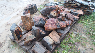 Окаменелое дерево