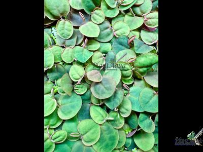 Филлантус плавающий (phyllanthus fluitans) XL порция