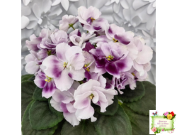 Mac's Southern Springtime (G.McDonald)