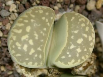 Lithops marmorata C260 - 10 семян