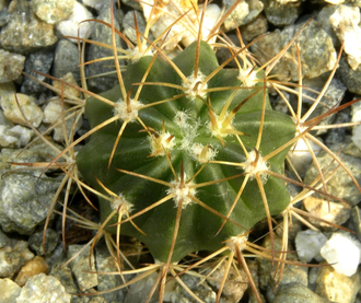 Melocactus salvadorensis HU157, Aracatu (D=20mm)