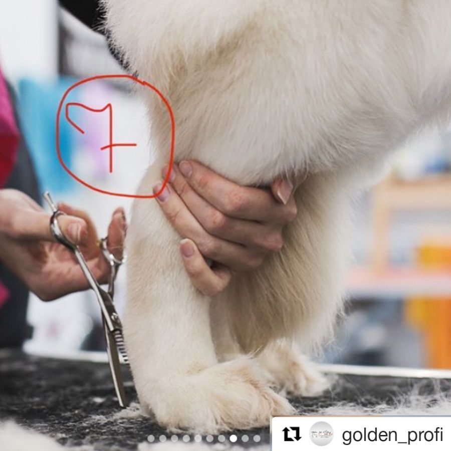 Стрижка задних лап - этап 7