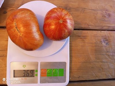 Томат Озарк закат (Ozark sunset), Германия