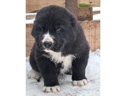 Кобель 2. ПАЙКОН. ПРОДАЖА