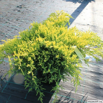 Можжевельник Даубс Фростед - Daub`s Frosted