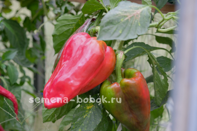 Перец сладкий Новгородец (название условное), 10 шт