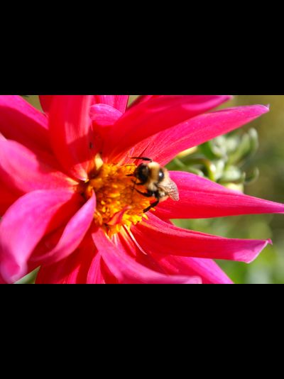 Купить греющую картину с фото цветок и шмель