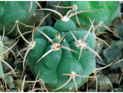 Gymnocalycium oehmeanum VG-561 (D=15-18mm)