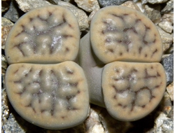 Lithops schwantesii v. urikosensis 'kunjasensis' C248