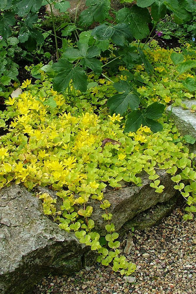 Вербейник монетчатый