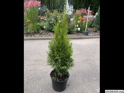 Туя Смарагд - Smaragd 140 см