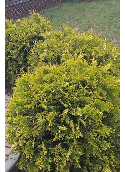 Туя западная Golden Globe