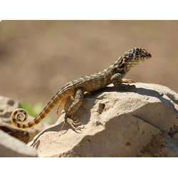 Килеватая масковая игуана (Leiocephalus carinatus)
