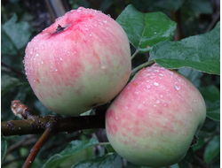 Розовое превосходное (яблоня)