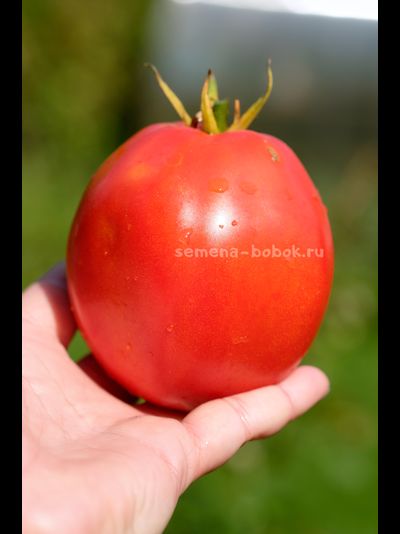 Томат Минусинский Бочковой, 10 шт