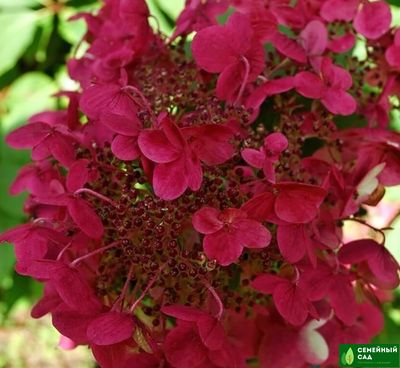 Гортензия метельчатая "Wim`s Red" (Вимс Рэд)