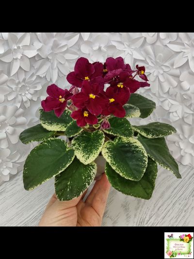 Mac's O'Scarlet O'Hara (G.McDonald) (Макс ОСкарлет Охара)