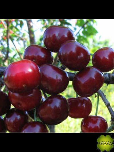 Дюк чере-вишня &quot;Ходоса&quot; (МЯСИСТАЯ СОЧНАЯ СЛАДКАЯ)