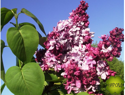 СИРЕНЬ "МАРШАЛ МАЛИНОВСКИЙ" (самая редкая)