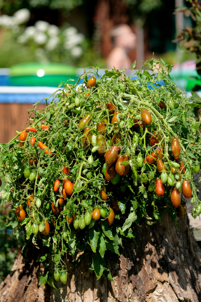 Томат Оливетта полосатая (Olivette Striée), 10 шт