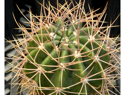 Lobivia leucantha VG-213 (D=55-60mm)