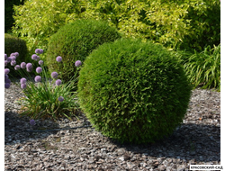 Туя Хозери - Hoseri