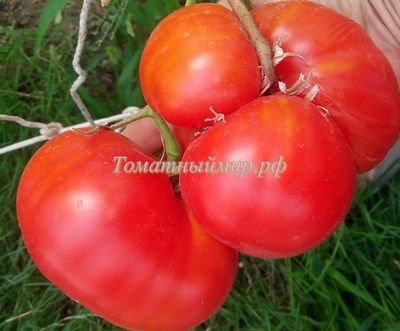 Томат Зарево
