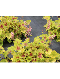 Гейхерелла "Хот Спот" Hot Spot