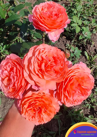 Бельведер (Belvedere)