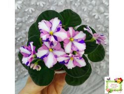 Kilauea (Eyerdom) химера (пасынок из цветоноса укоренённый)