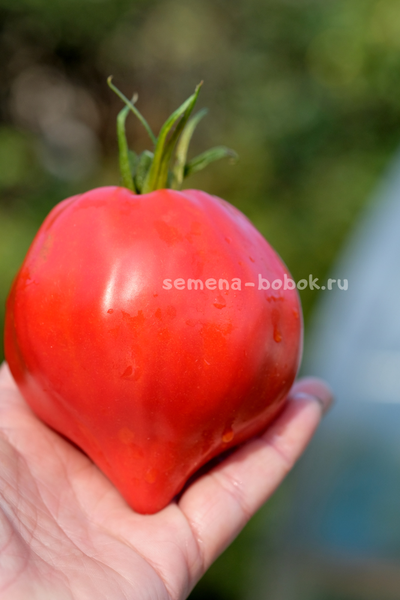 Томат Большая Красная Долли ( Big Dolly Red)