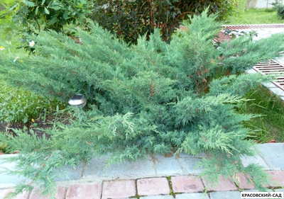 Можжевельник Казацкий Голубой - Juniperus Sabina