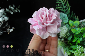 ГВОЗДИКА ВОЗДУШНАЯ