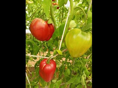 Томат Рабочий выпуск пасты (Work Release Paste)