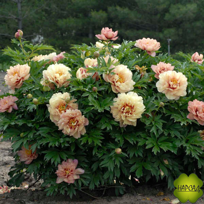 ПИОН ДРЕВОВИДНЫЙ "ЭНДЬЮРИНГ РУЙНБОУ" ИТО (хамелеон) зимовавший большой саженец