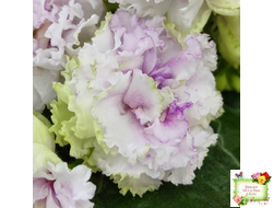 АВ-Свадебное Путешествие (Фиалковод) 2021 г. (лист посажен 03.11.25)