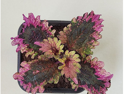 Колеус Florida Sun Rose