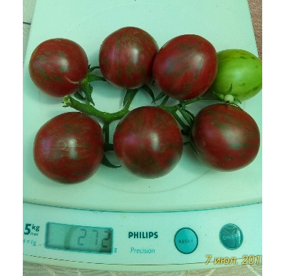 Томат Фиолетовая яшма (Цзы-Ю, Tci U, Китай)