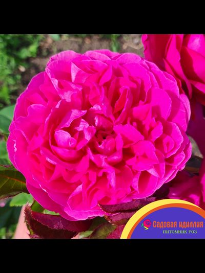 Джеймс Л.Остин (James L.Austin)