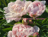 Paeonia Martha reed