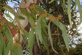 Эвкалипт камальдульский (Eucalyptus camaldulensis) Иран, 5 мл - 100% натуральное масло