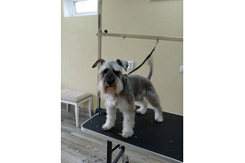 Цвергшнауцер СЭМ