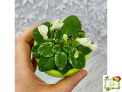 Н-Каламбур (Н. Бердикова) 2016 трейлер